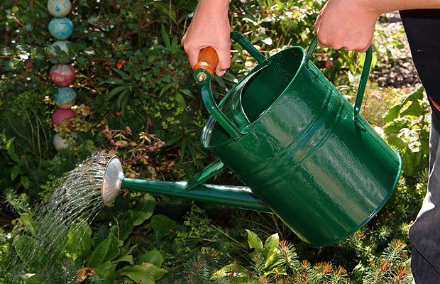 Watering can watering plants