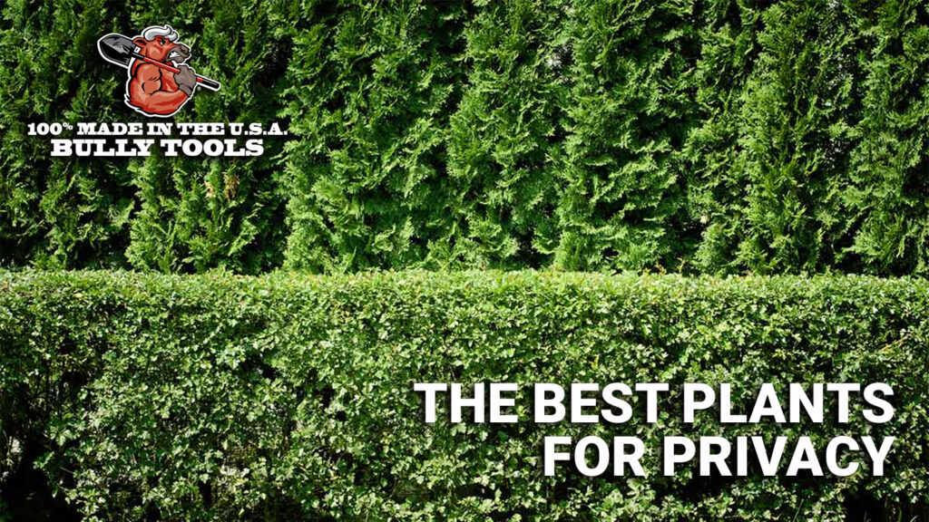 The Best Plants for Privacy