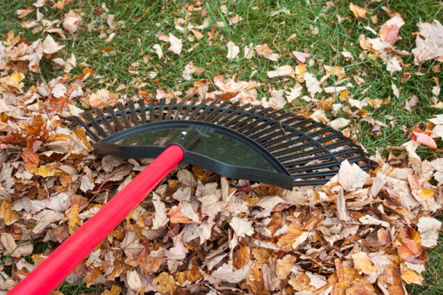 Lawn/Leaf Rake raking leaves