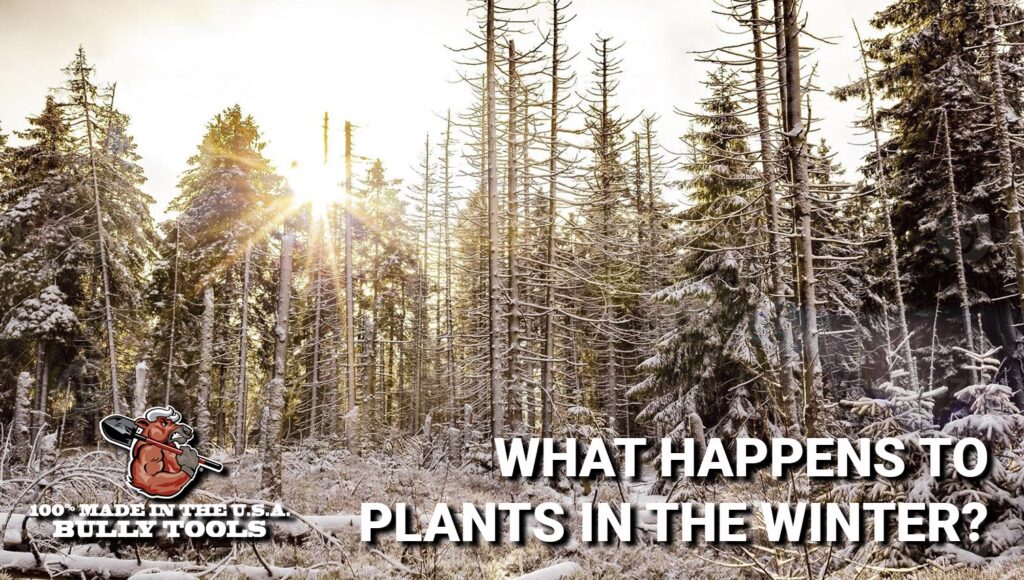 What happens to plants in the winter header