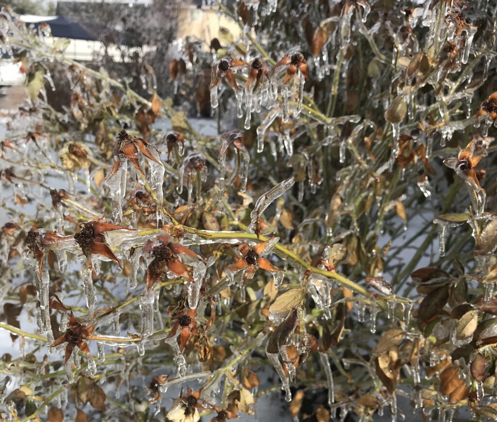 Rose hips covered in ice