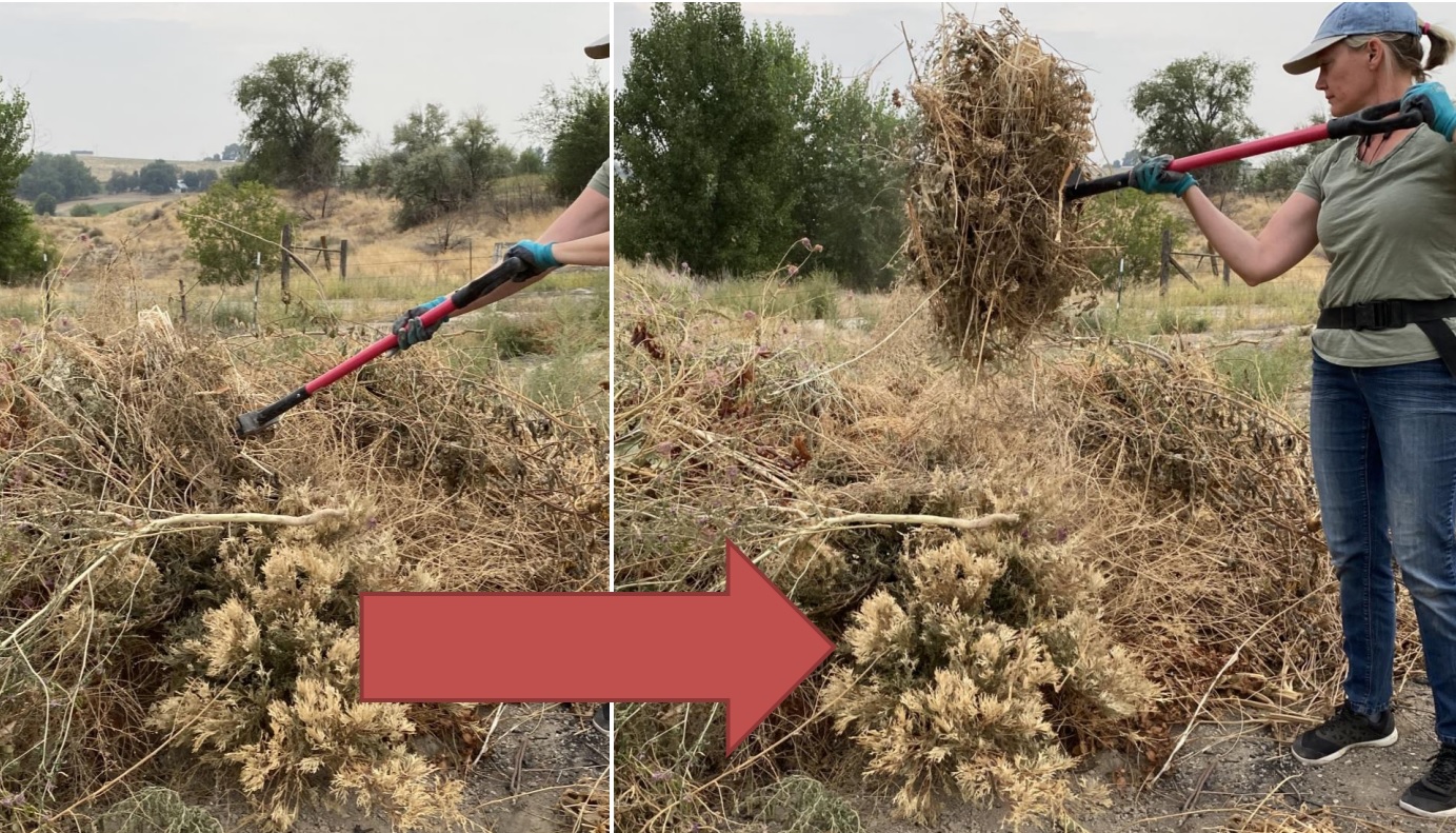 The Bully Tools Spading Fork a Multipurpose Tool Bully Tools, Inc.