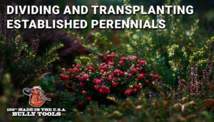 Dividing and Transplanting Established Perennials