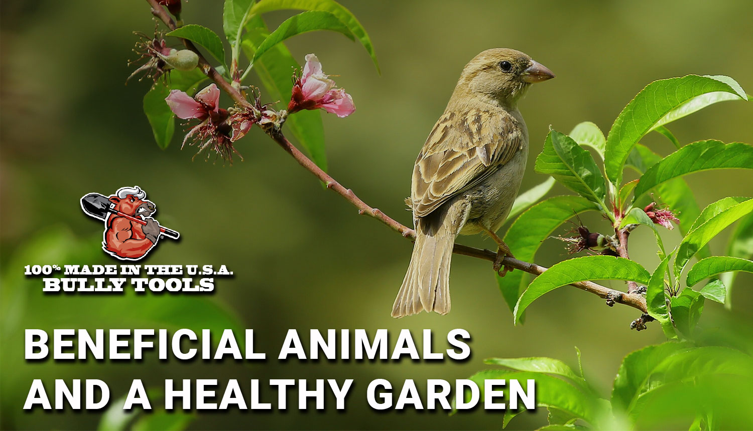 Beneficial Animals and a Healthy Garden - Bully Tools, Inc.